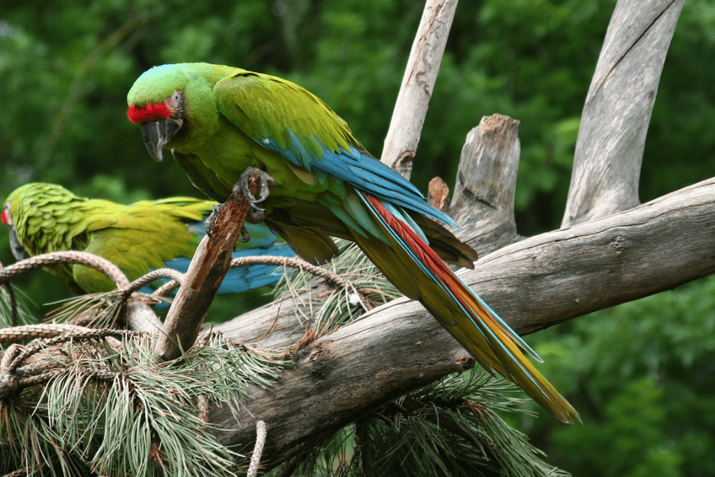 Green Macaw-min