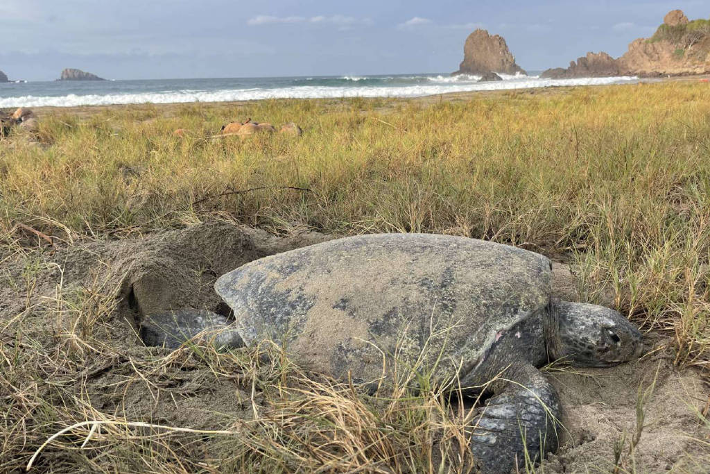 SEA TURTLE ON THE BEACH
