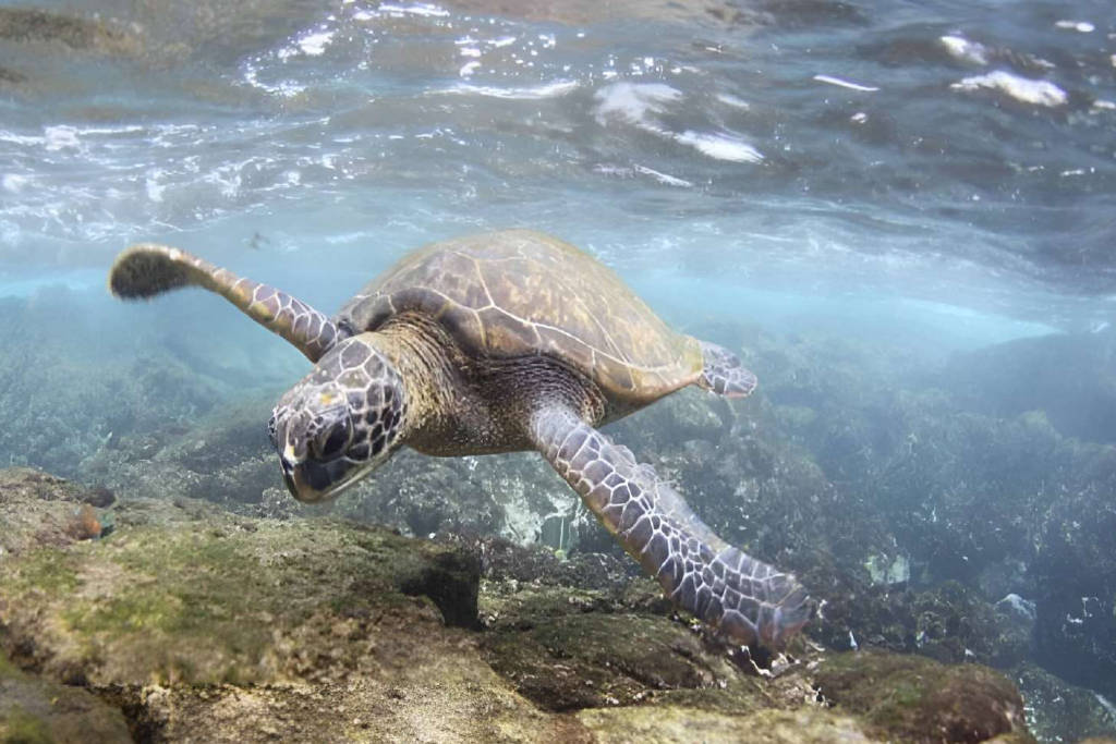 SEA TURTLE